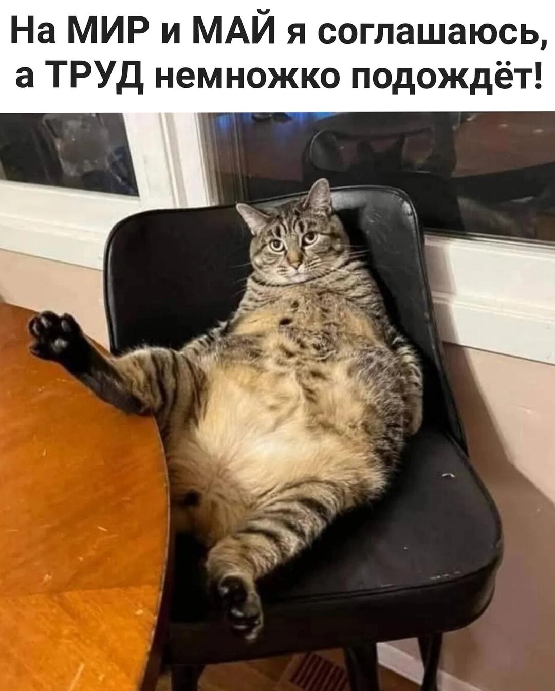 Майские праздники: Этот кот показал, как надо отдыхать!