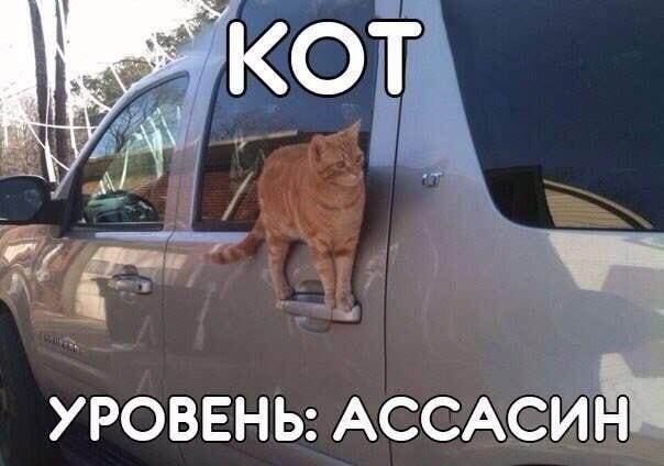 Кот-ассасин: миссия по захвату автомобиля началась!