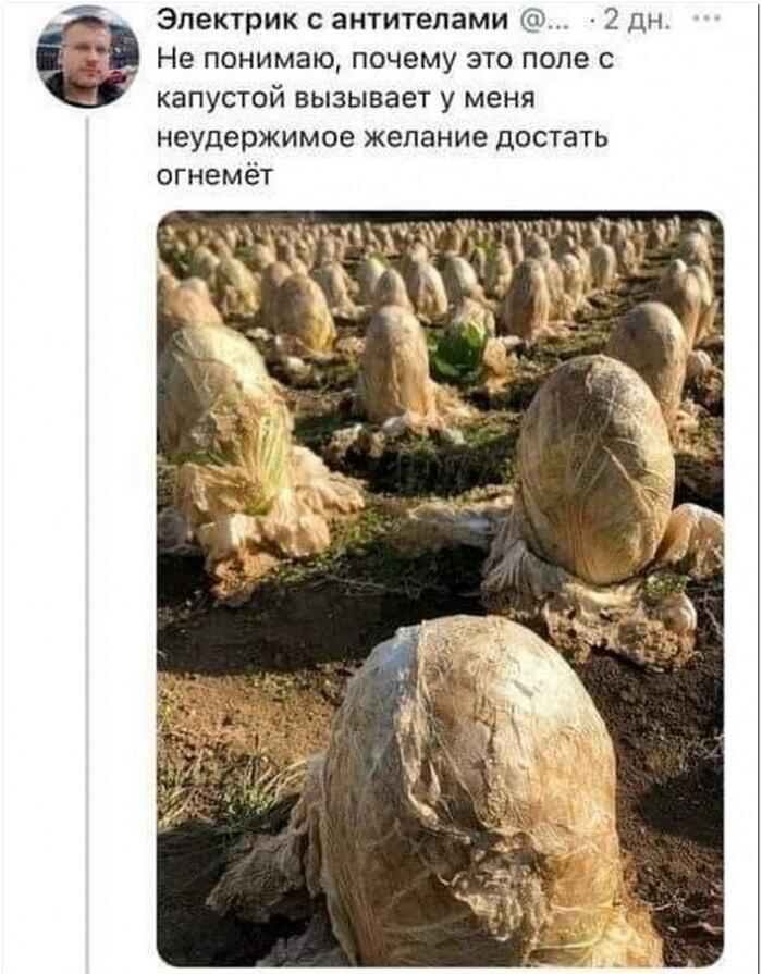 Это поле капусты вызывает желание достать огнемёт! В чем прикол?