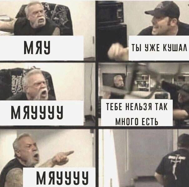 Мяу-мяу-мяу: диалог кота с хозяином про еду