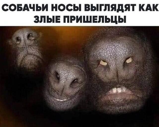 Собачьи носы: теперь не развидишь злых пришельцев!