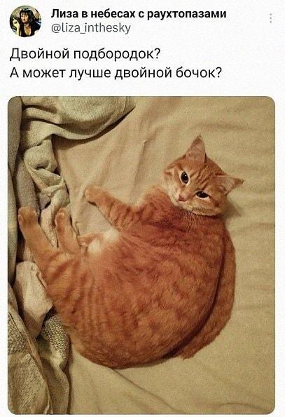 Двойной подбородок? Нет, только двойной бочок рыжего кота!