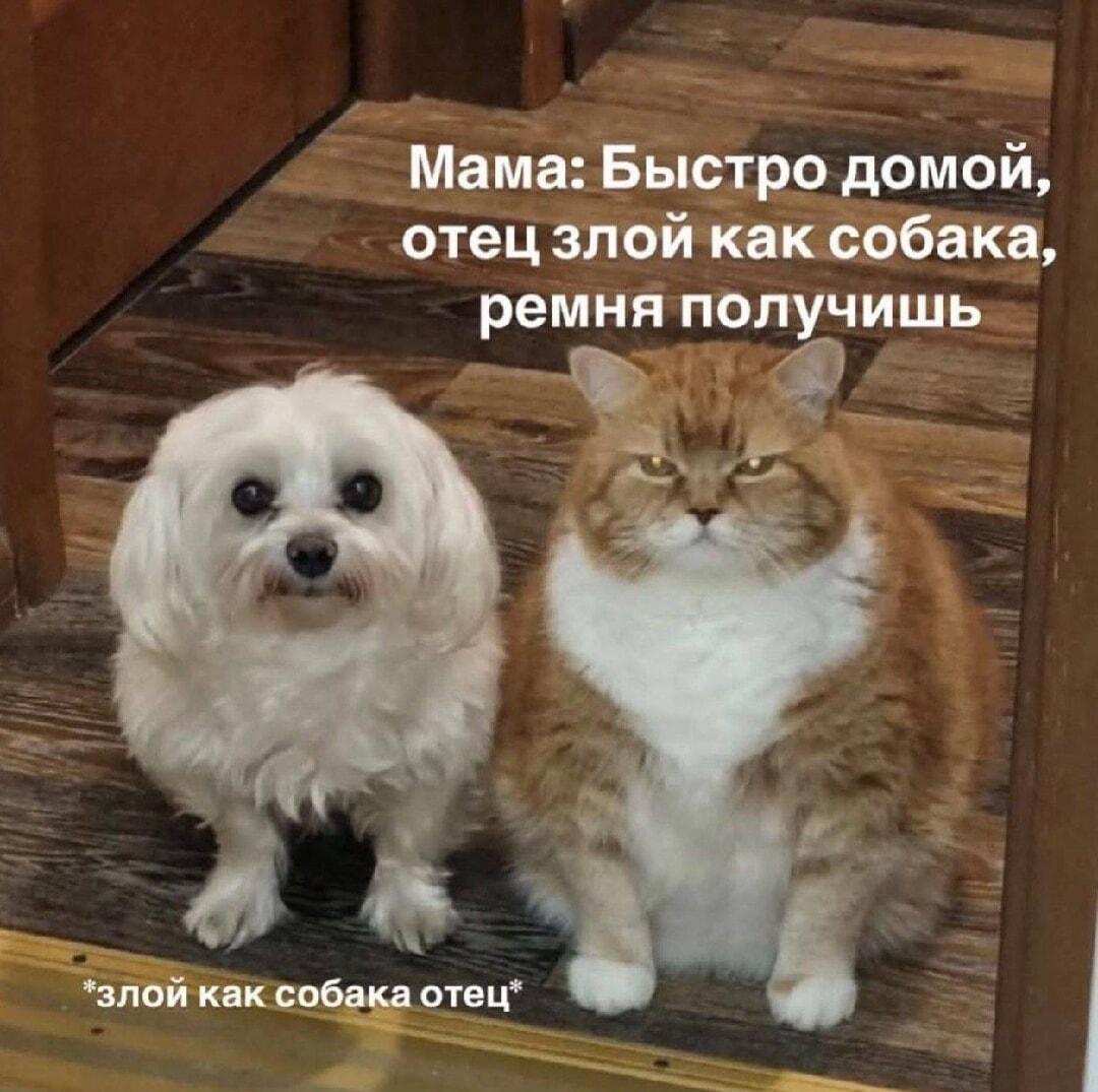 Отец злой как собака? Кот и пёс показывают, кто главный!