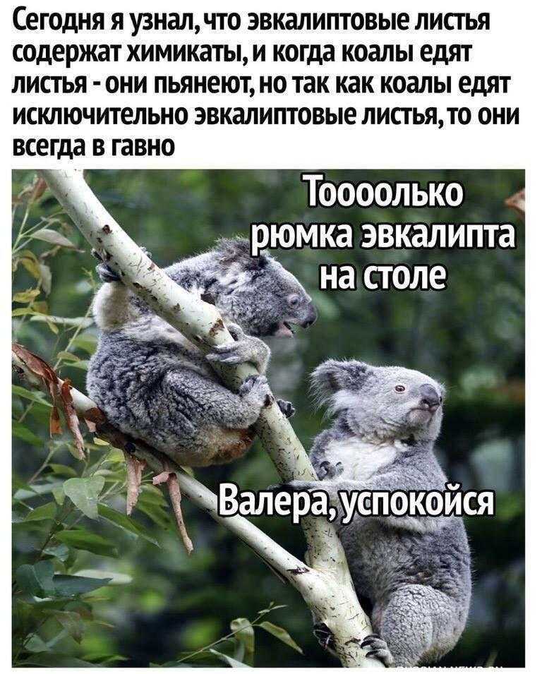 Коалы-алкоголики: Валера, успокойся, эвкалипт сам себя не съест!
