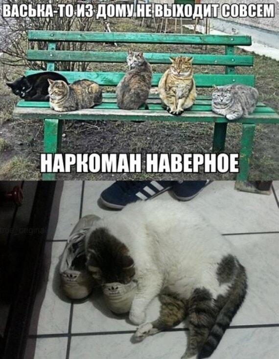 Васька не выходит из дома? Коты уже поставили диагноз!
