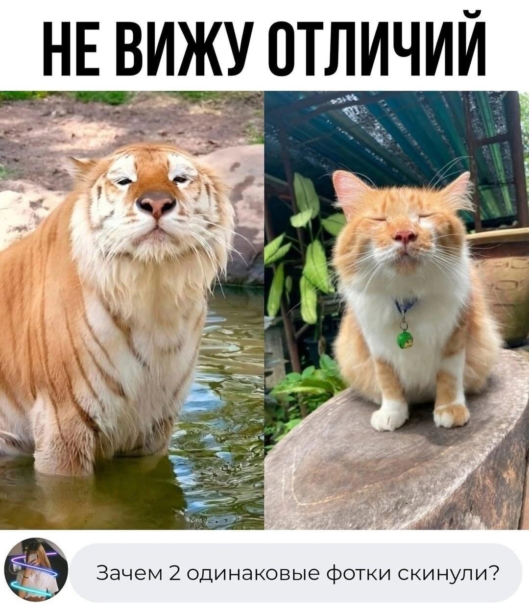 Эти коты просто не видят разницы: большой и малый дзен