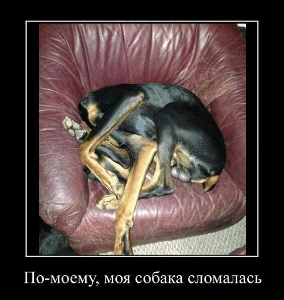 Моя собака сломалась: кажется, инструкция по сборке утеряна навсегда!