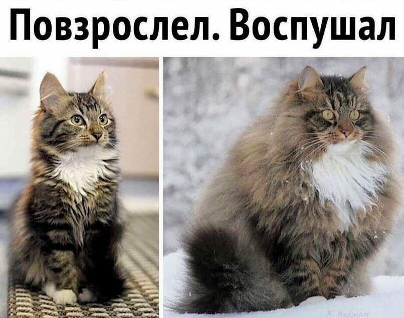 Из котёнка в пушистого царя: вот что значит повзрослеть!