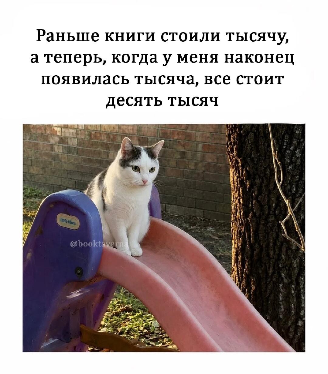 Инфляция VS моя зарплата: котик грустит о ценах на книги