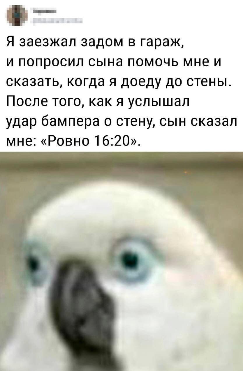 Когда попросил сына помочь с парковкой, а он выдал точное время
