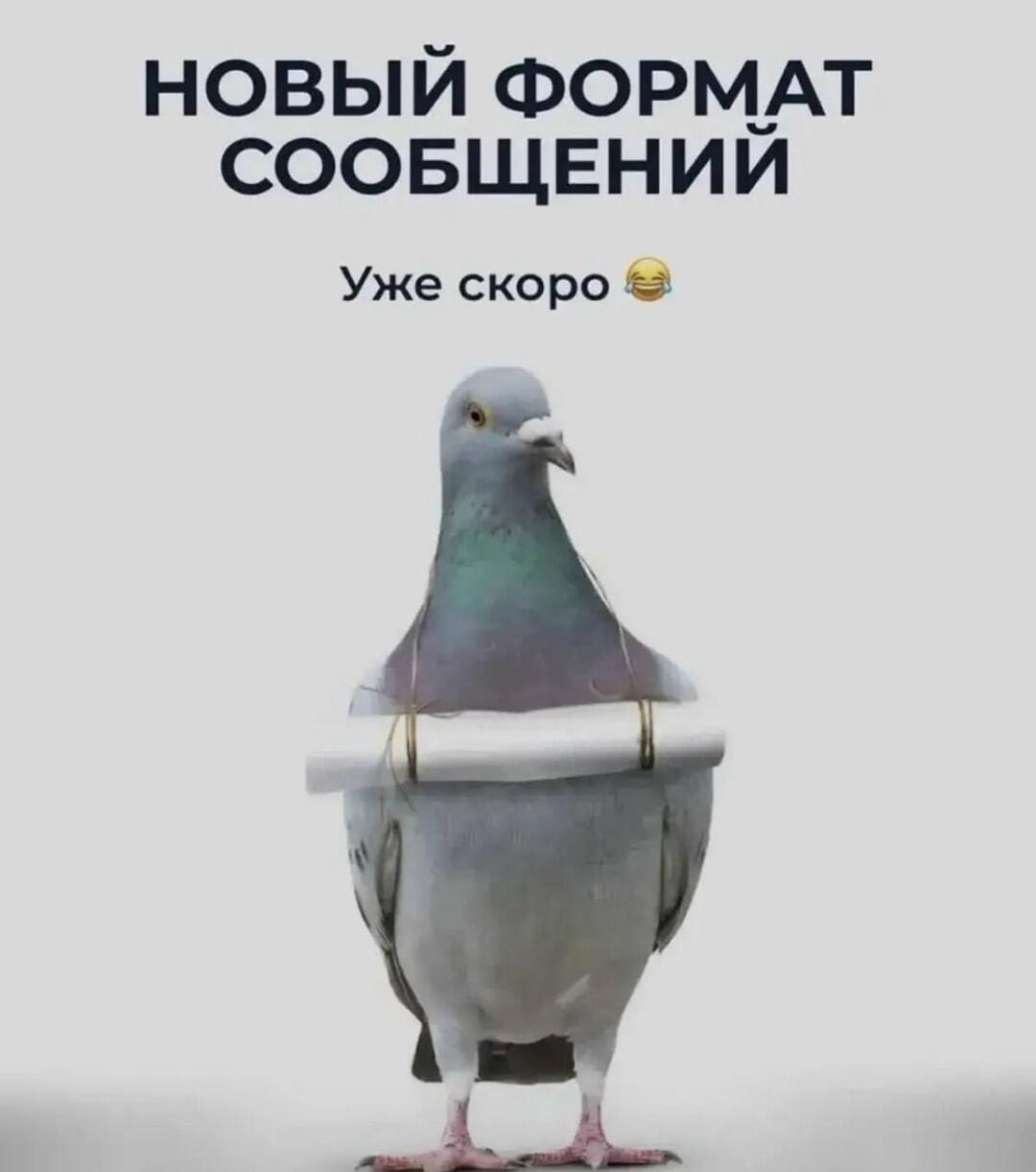 Новый формат сообщений: Голубь-почтальон уже в пути!