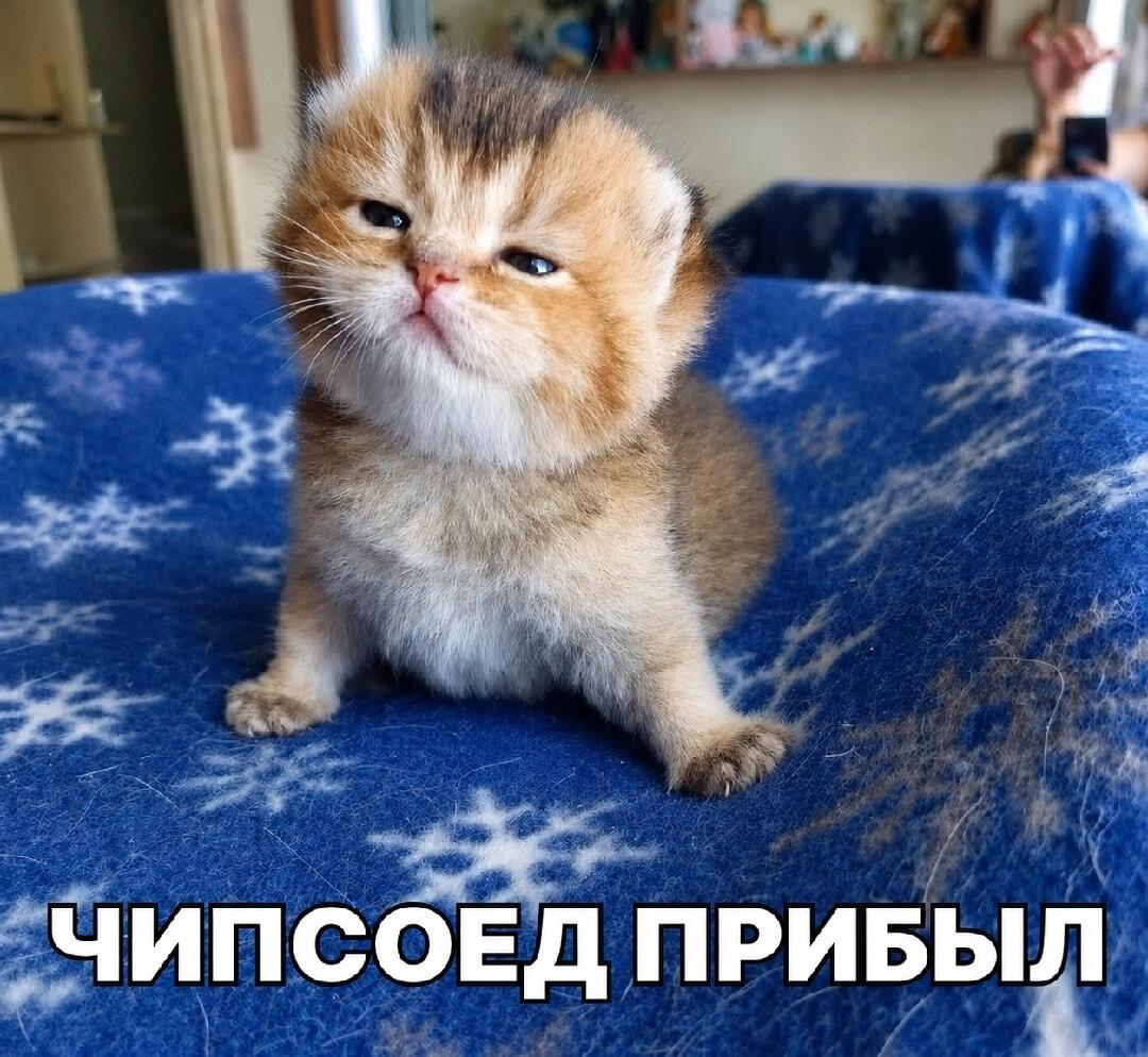 Чипсоед прибыл: когда важный гость не в духе!