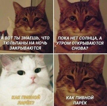 Тюльпаны закрываются на ночь: коты нашли идеальное сравнение!