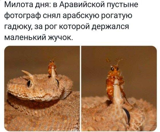 Жучок-автостопщик на роге гадюки: вот это смелость!