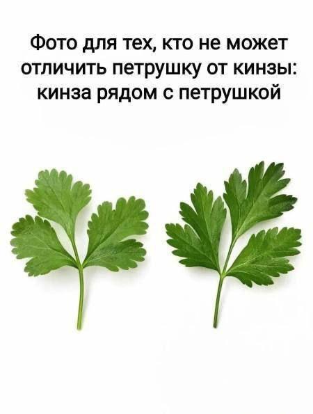 Кинза или петрушка? Вот решение вечной кулинарной дилеммы!