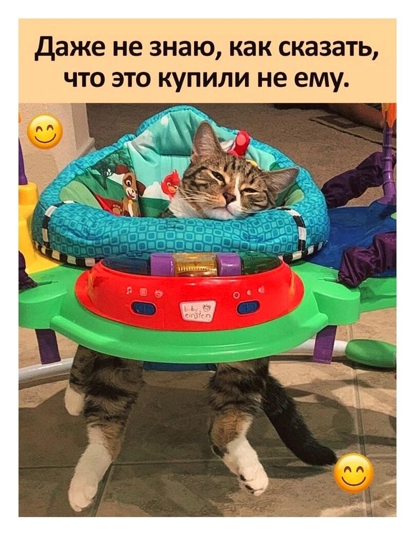 Кот захватил детский стульчик: теперь это его трон!