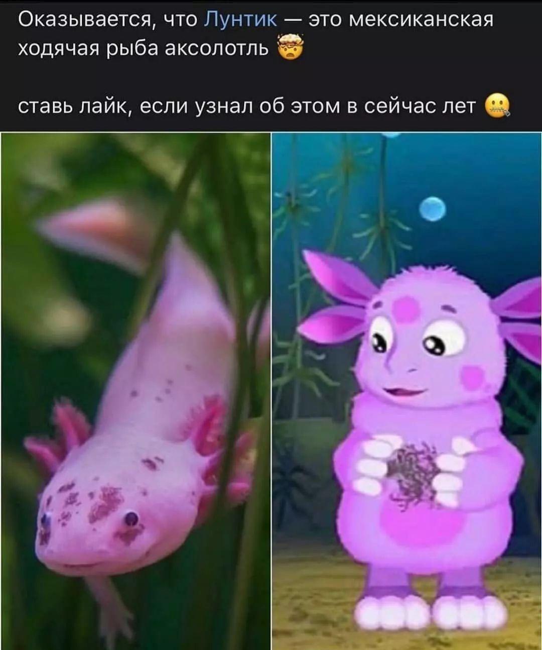 Вся правда о Лунтике: он настоящий аксолотль из Мексики!