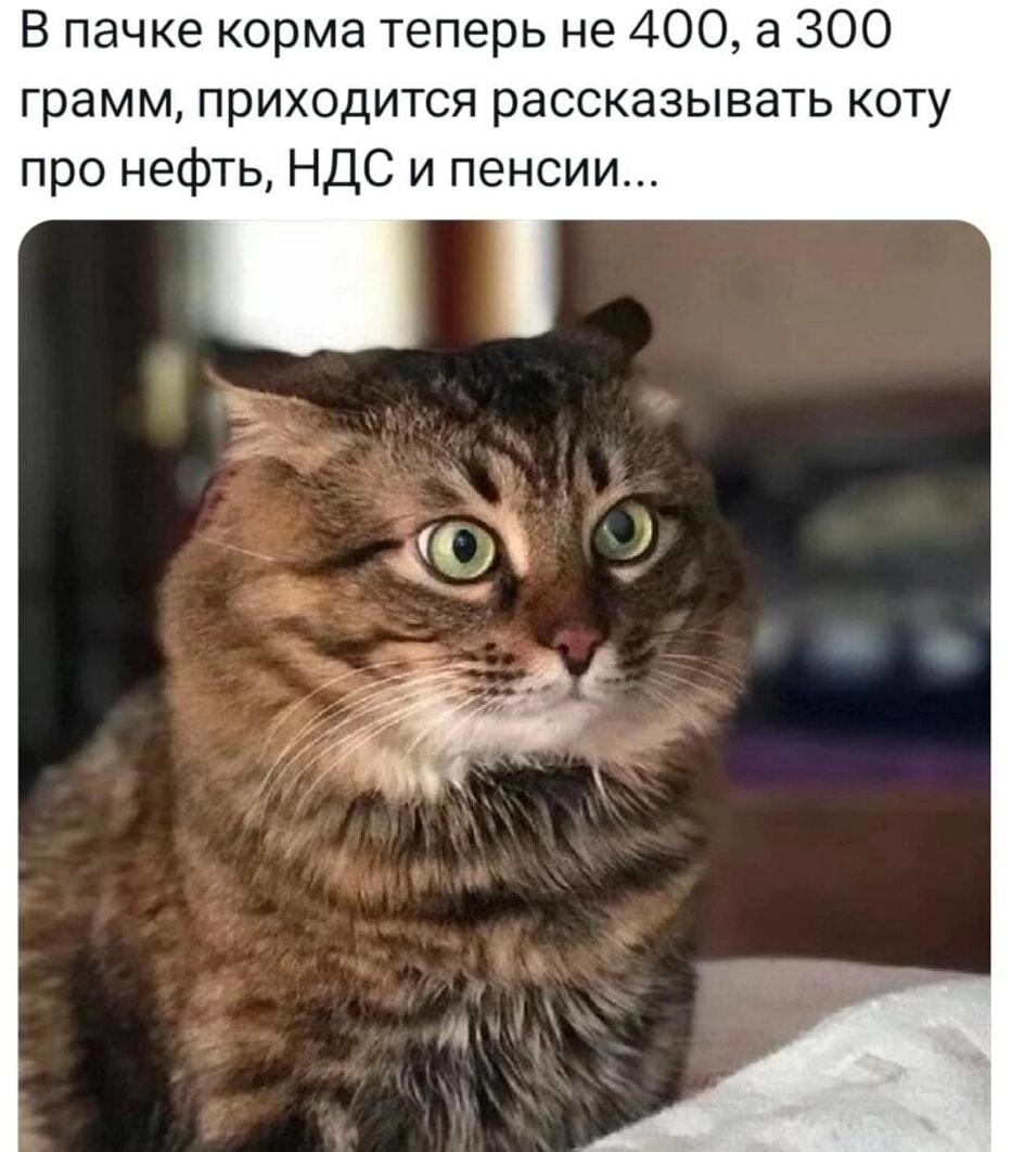 Кот в шоке: хозяин объясняет инфляцию на примере корма