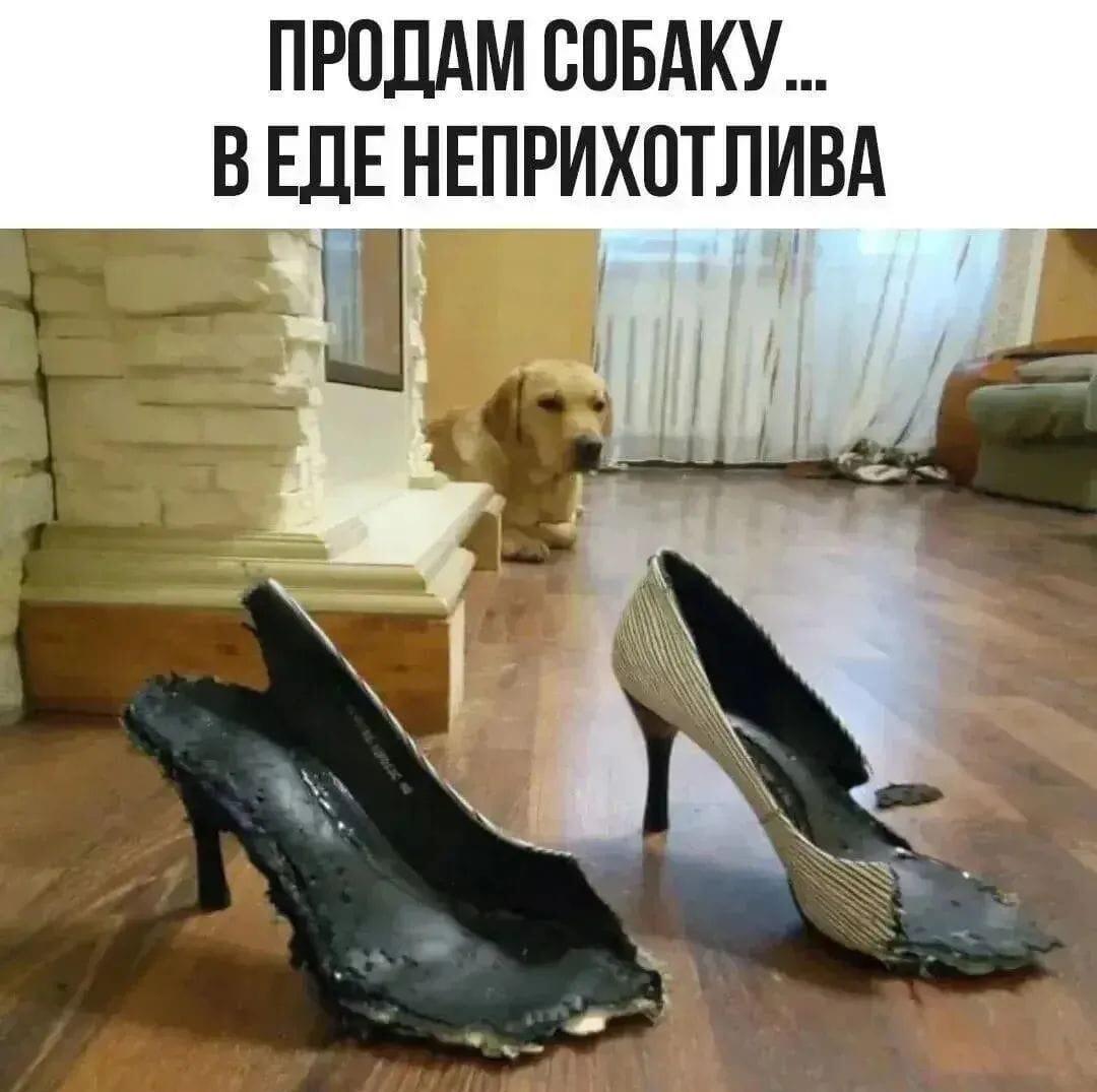 Продам собаку: в еде неприхотлива, но есть нюанс!