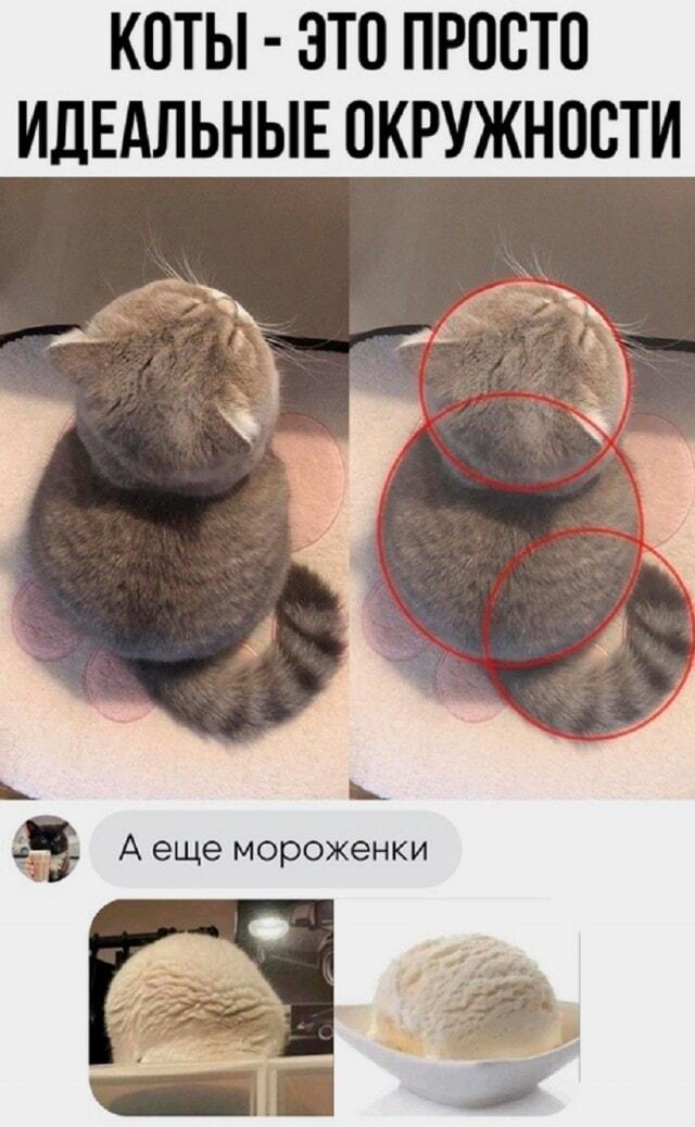 Коты: идеальные окружности и пушистое мороженое! 😂