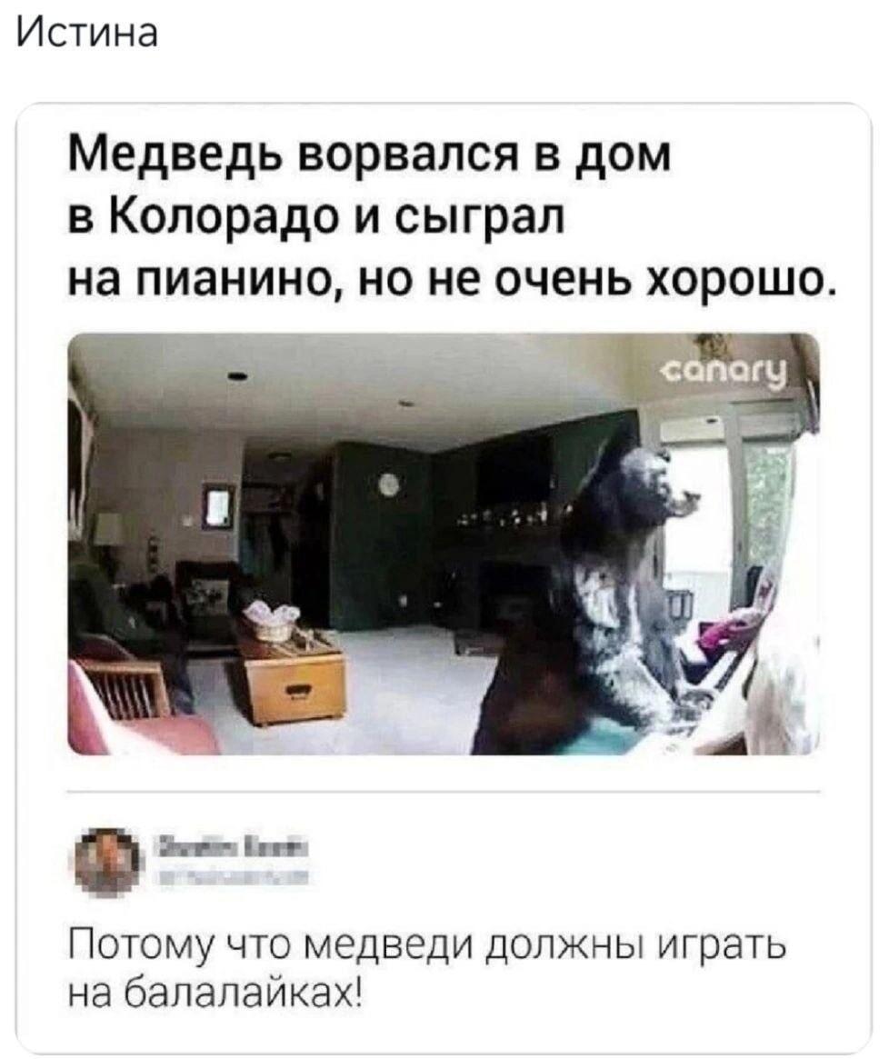 Медведь в Колорадо: почему ему не дали балалайку?