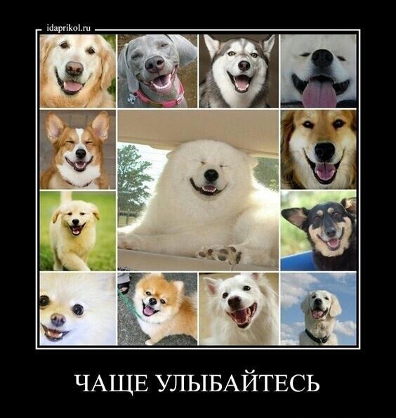 Заряд позитива: пушистые друзья зовут улыбаться чаще!