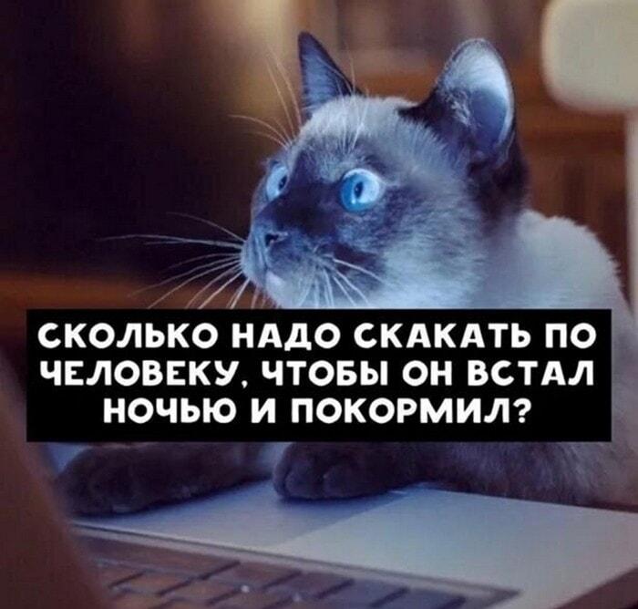 Твой кот ночью: сколько скакать, чтобы тебя покормили?