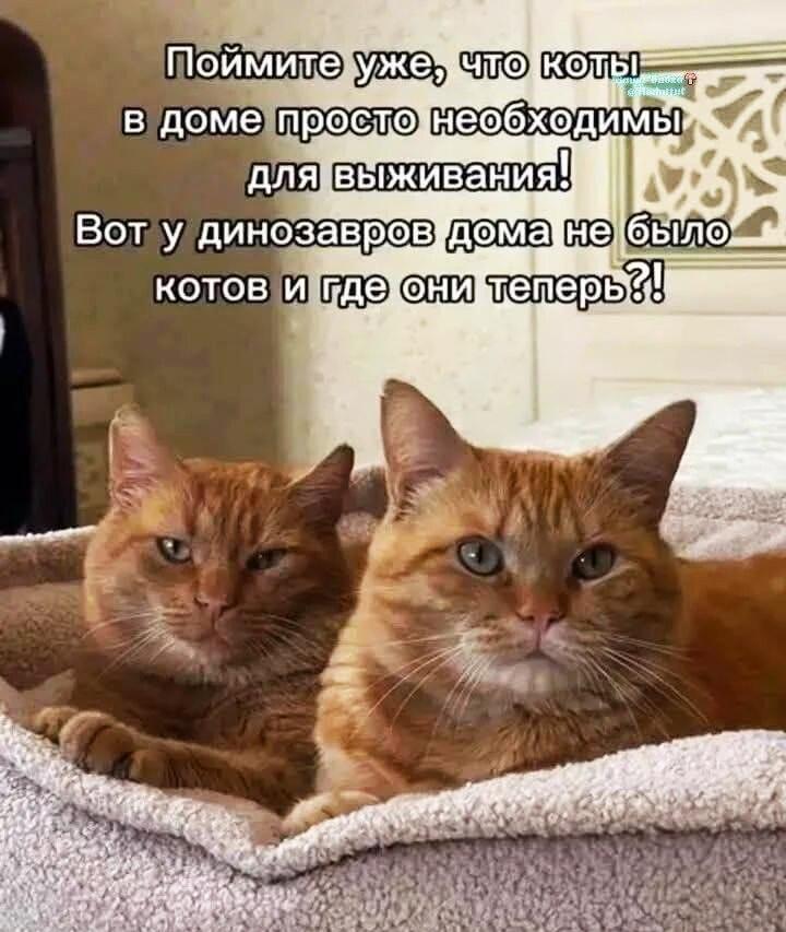 Коты спасут мир: динозавры доказали!