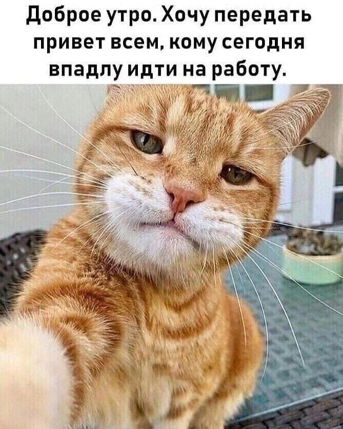 Кот-мем: Доброе утро всем, кому впадлу идти на работу!