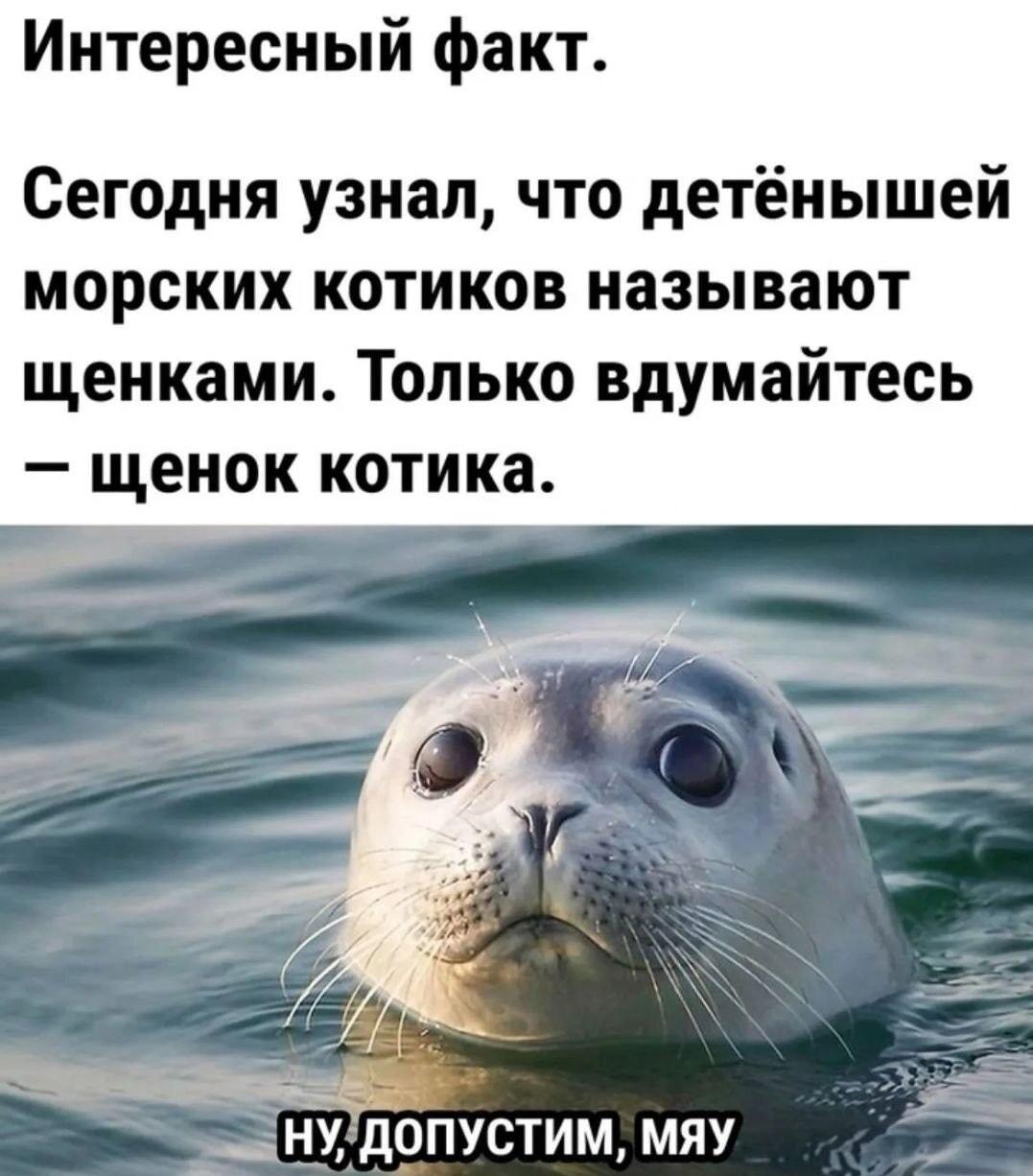 Щенок котика: Удивительный факт, который сломает мозг!