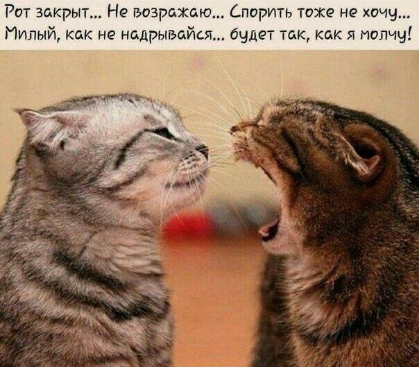Искусство игнора: когда молчание — лучшая тактика в споре