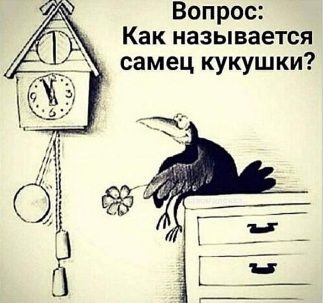 Загадка для умников: как называется самец кукушки?