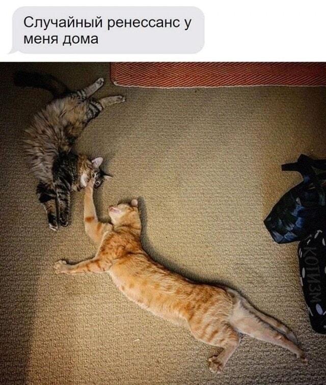 Котики повторили Сотворение Адама: случайный ренессанс дома!
