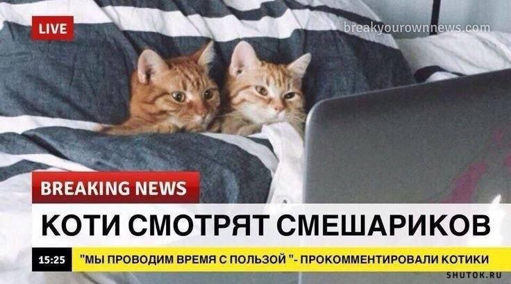 Котики смотрят Смешариков: новости, которые мы заслужили!