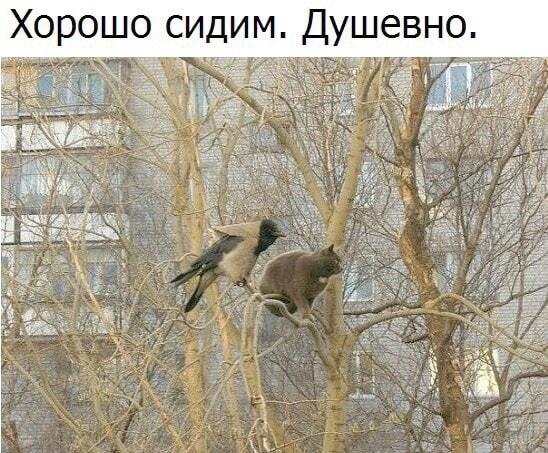 Душевно сидим: кот и ворона нашли общий язык!