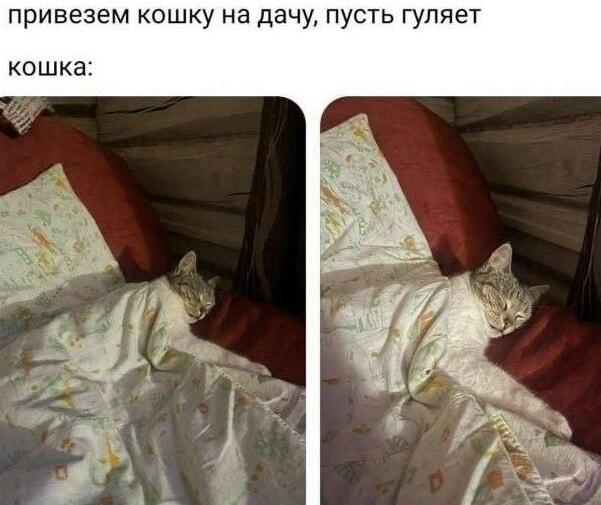 Дачная кошка: гулять? Нет, только спать под одеялком!