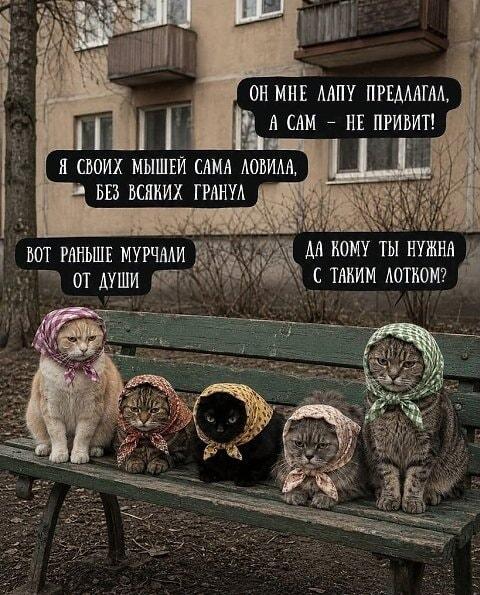 Кошки-бабушки на лавочке: все важные новости района!