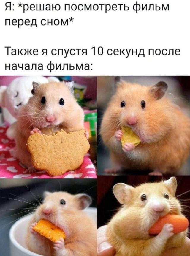 Мой вечерний киномарафон: хомяк-обжора берет свое!