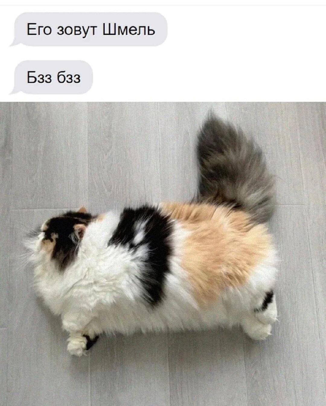 Его зовут Шмель, и он реально жужжит! Бзз бзз
