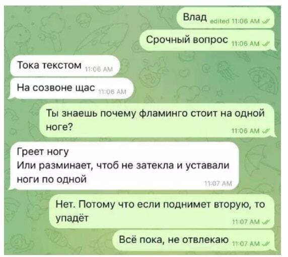 Лучшая шутка про фламинго: срочный вопрос из чата