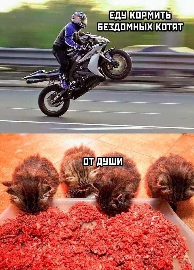 Байкер мчит кормить котят: вот это от души!