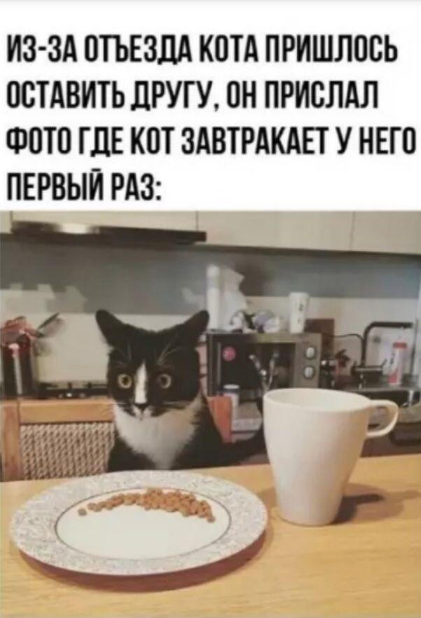 Кот в шоке от первого завтрака у друга: реакция бесценна!