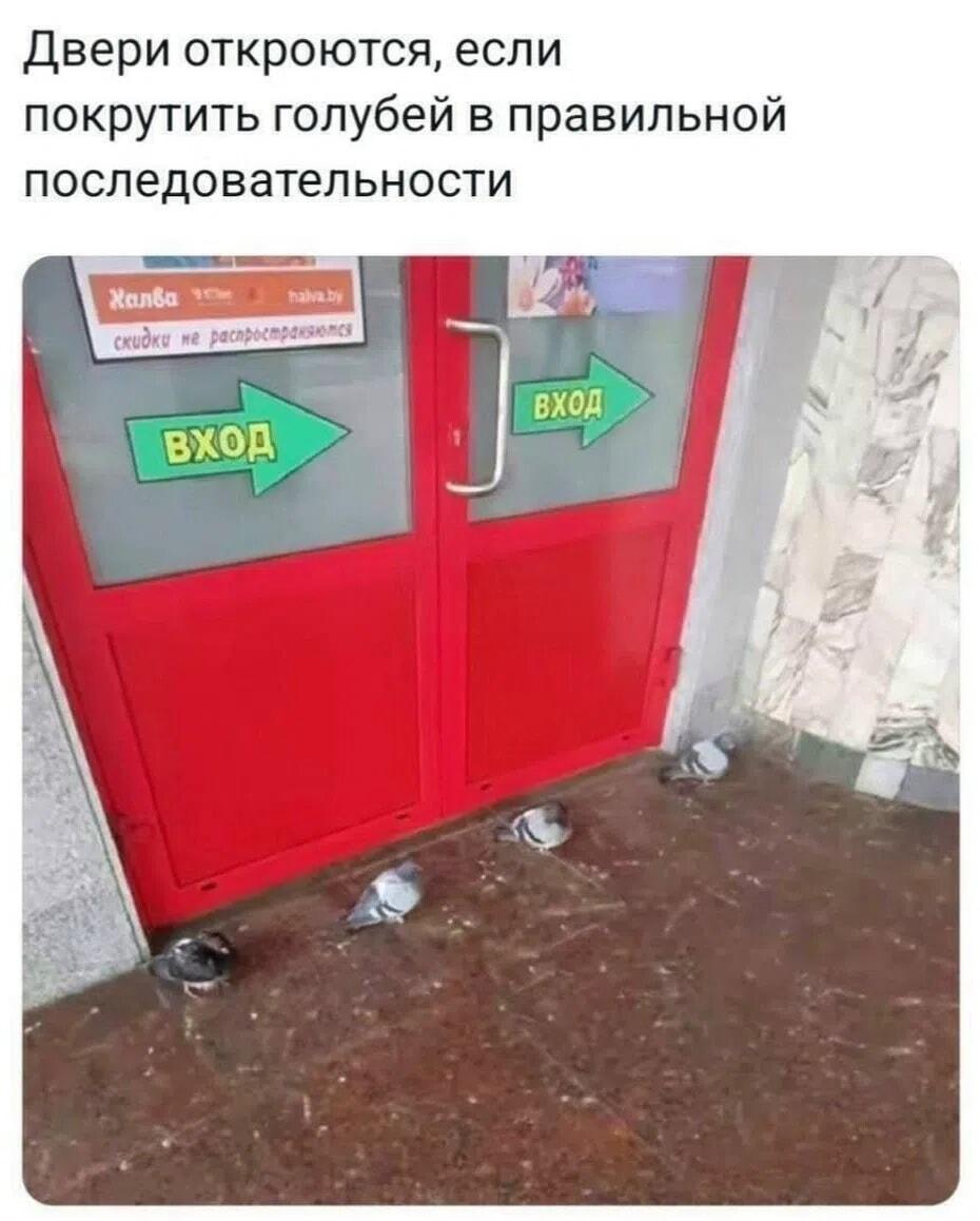 Вход только для избранных: голубиная головоломка у дверей!