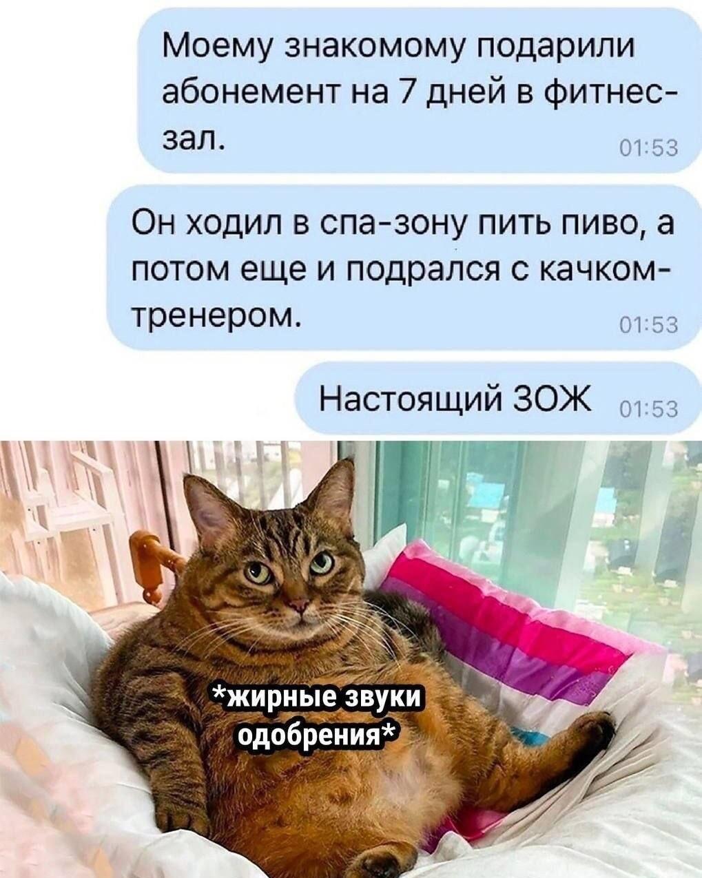 Фитнес-ЗОЖ по-русски: пиво, драка и кошачье одобрение