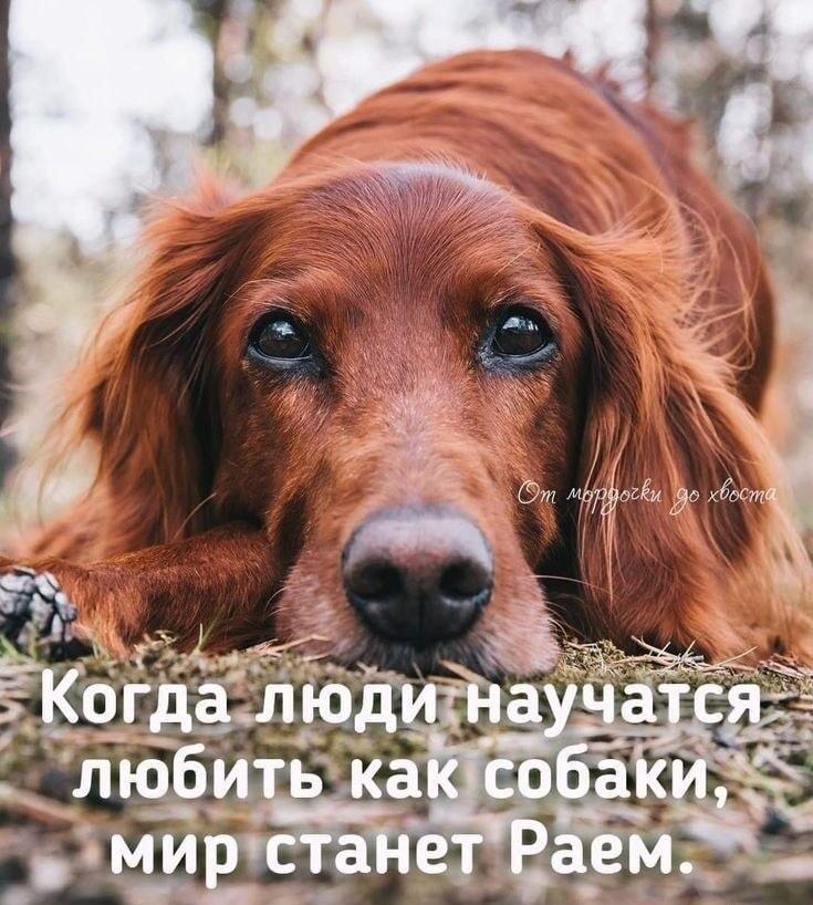 Если бы люди любили как собаки: мир бы стал Раем!