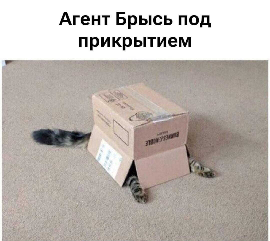 Агент Брысь: вот это я понимаю, секретность!
