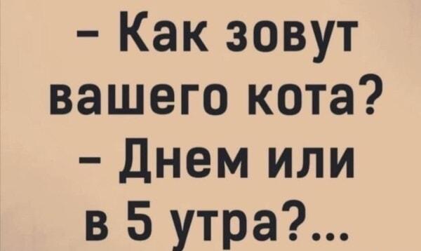Ваш кот тоже меняет имя в 5 утра? Жиза каждого кошатника!