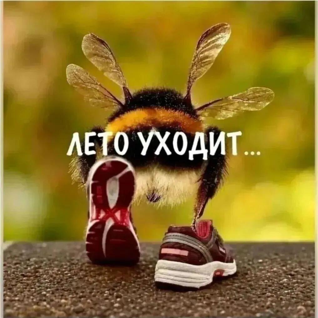 Лето уходит, и даже шмель в кроссовках не хочет оставаться!