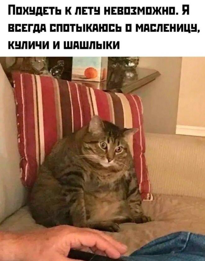 Похудеть к лету невозможно: кот объяснил, почему