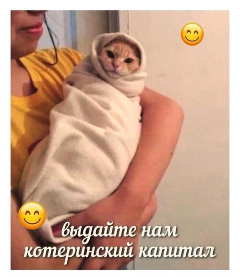 Кот-младенец требует котеринский капитал: государство, готовься!